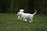DOGUE ARGENTIN 286